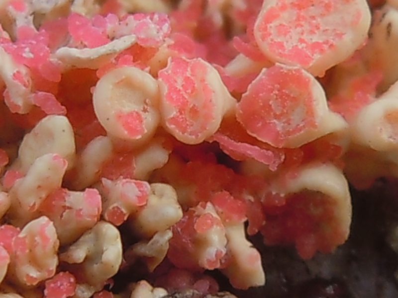 ....Funghi lichenicoli su Ramaline?